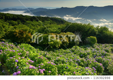 備之山公園橫跨埼玉縣秩父市和秩父區南町,坡上紫陽花、雲海、山景盡收眼底。 備之山公園橫跨埼玉縣秩父市和秩父區南町,坡上紫陽花、雲海、山景盡收眼底。 116302898