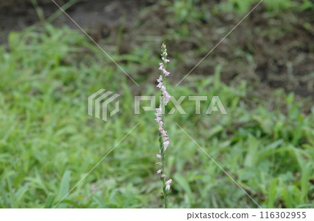 Plants and scenery at Kanagawa Prefectural Shiki-no-Mori Park before the summer solstice 116302955