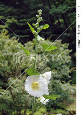 Plants and scenery at Kanagawa Prefectural Shiki-no-Mori Park before the summer solstice 116302958
