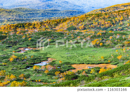 Asahidake, Hokkaido - The mountainside is dyed in autumn leaves - 116303166