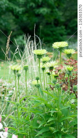 Light green stokesia blooming in a flower bed [Early Summer] [Summer] [Autumn] 116303370