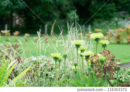 Light green stokesia blooming in a flower bed [Early Summer] [Summer] [Autumn] 116303372