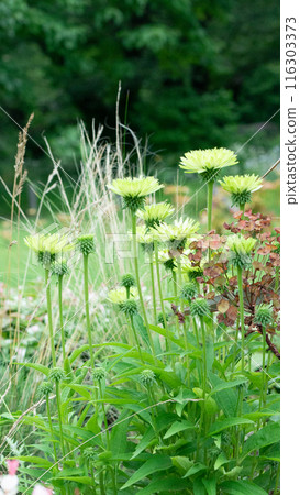 Light green stokesia blooming in a flower bed [Early Summer] [Summer] [Autumn] 116303373
