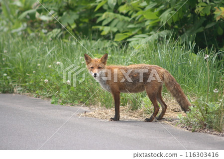 A red fox caught my eye on the sidewalk A red fox caught my eye on the sidewalk 116303416