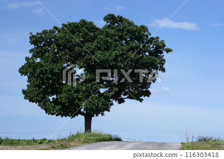 A large tree towering over the grassland A large tree towering over the grassland 116303418