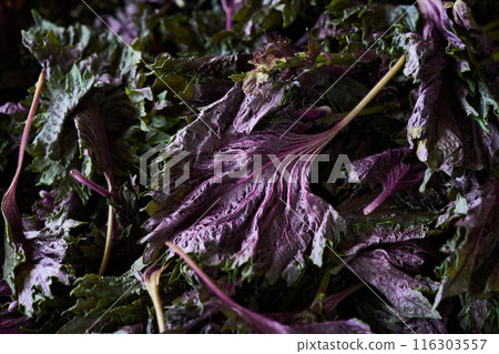 紅紫蘇特寫 116303557