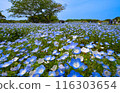 藍天和nemophila 116303654