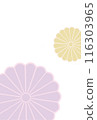 New Year's card material with pale pastel colored chrysanthemum petals 2025 116303965