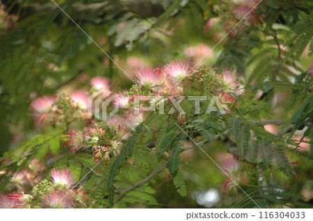 Scenery of Yokohama City Jingashita Valley Park the day after the summer solstice 116304033