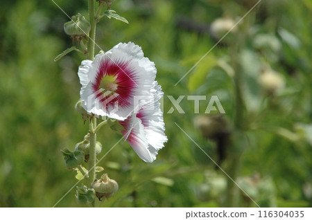 Scenery of Yokohama City Jingashita Valley Park the day after the summer solstice 116304035
