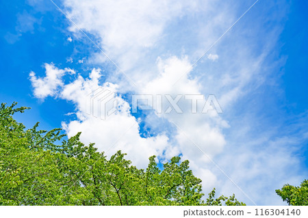 Summer clouds and trees Summer clouds and trees 116304140