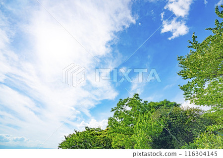Summer clouds and trees 116304145