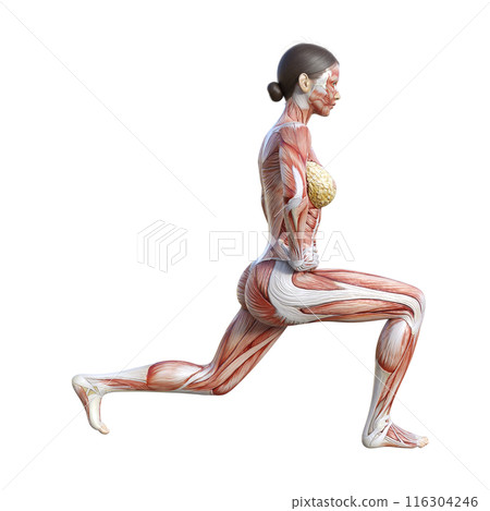 人體解剖圖 女性人體模型做分腿蹲的 3D 插圖 全身側身 側面 人體解剖圖 女性人體模型做分腿蹲的 3D 插圖 全身側身 側面 116304246