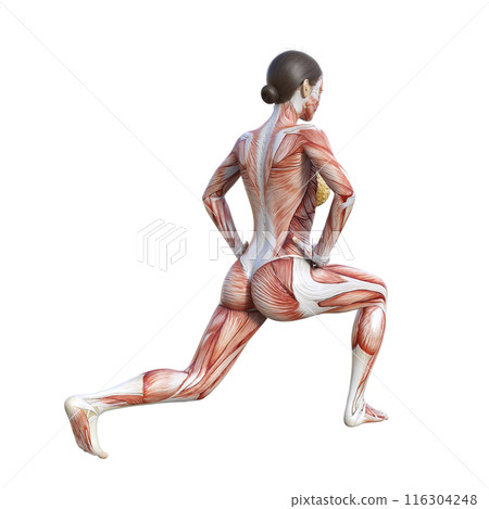 Human anatomy diagram 3D illustration of a female human model doing split squats, back view 116304248
