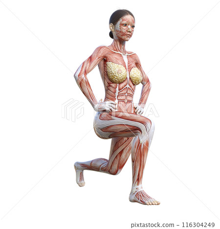 人體解剖圖 3D 插圖，展示女性人體模特兒做分腿蹲、前後動作 116304249