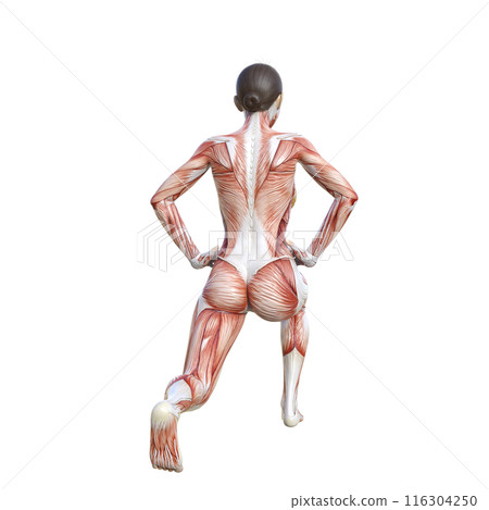 人體解剖圖 3D 插圖，展示女性人體模特兒做分腿蹲、後視圖 116304250