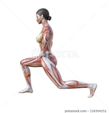 女性人體模型的肌肉解剖圖 3D 插圖,進行分腿深蹲側身輪廓 女性人體模型的肌肉解剖圖 3D 插圖,進行分腿深蹲側身輪廓 116304252