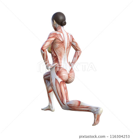 Muscle anatomy diagram 3D illustration of a female human model doing split squats, diagonal back view Muscle anatomy diagram 3D illustration of a female human model doing split squats, diagonal back view 116304253