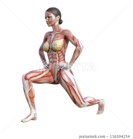 Muscle anatomy diagram 3D illustration of a female human model doing split squats, front and back 116304254