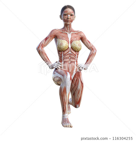 肌肉解剖圖 女性人體模型分蹲的 3D 插圖 前視圖 肌肉解剖圖 女性人體模型分蹲的 3D 插圖 前視圖 116304255