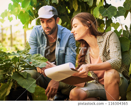 Agriculture, farmer and couple check plants outdoor for growth and harvest vegetables in nature. Man, woman and work at garden farm together with document for agro, discussion and food production Agriculture, farmer and couple check plants outdoor for growth and harvest vegetables in nature. Man, woman and work at garden farm together with document for agro, discussion and food production 116304365
