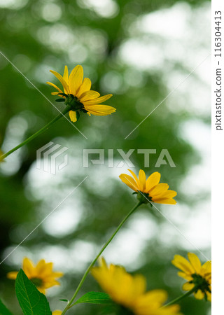金雞菊盛開的景色[春天][初夏][夏天][秋天] 116304413