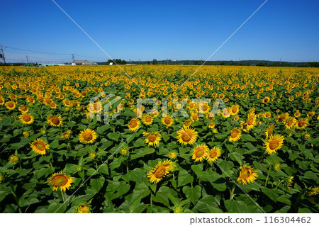 Sunflower field spreading to one side Sunflower field spreading to one side 116304462