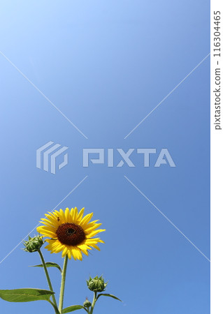 Sunflowers blooming in the blue sky 3 116304465
