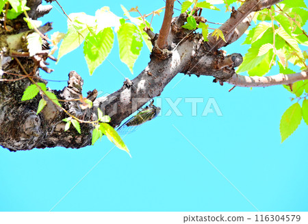 A bear sticking to a tree A bear sticking to a tree 116304579