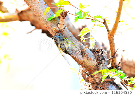 A bear sticking to a tree A bear sticking to a tree 116304580
