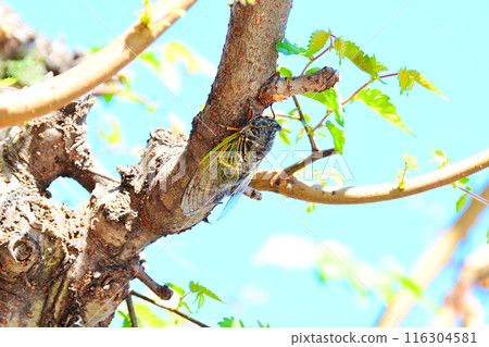 A bear sticking to a tree A bear sticking to a tree 116304581