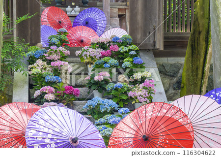 坪坂寺、龍藏宮、繡球花 116304622