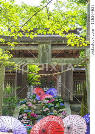 Ryuzogu Shrine and Hydrangeas at Tsubosaka Temple Ryuzogu Shrine and Hydrangeas at Tsubosaka Temple 116304625