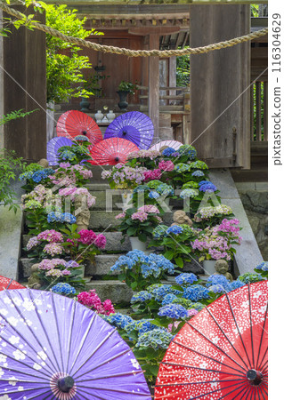 Ryuzogu Shrine and Hydrangeas at Tsubosaka Temple 116304629