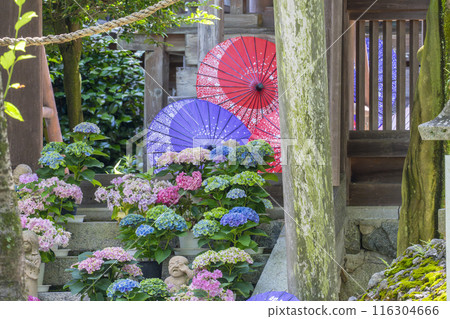 Ryuzogu Shrine and Hydrangeas at Tsubosaka Temple 116304666
