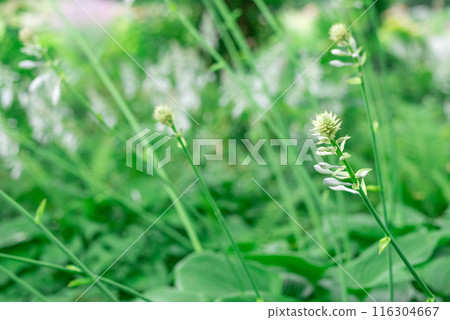 樹蔭下盛開的白色玉簪【初夏】【夏天】 116304667