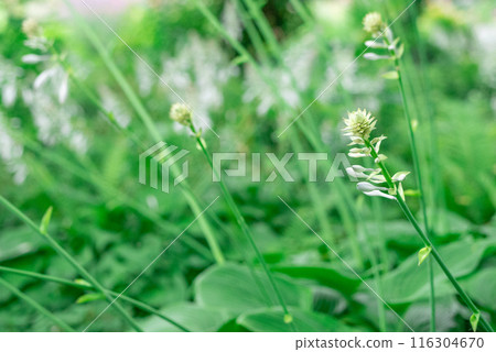 樹蔭下盛開的白色玉簪【初夏】【夏天】 116304670