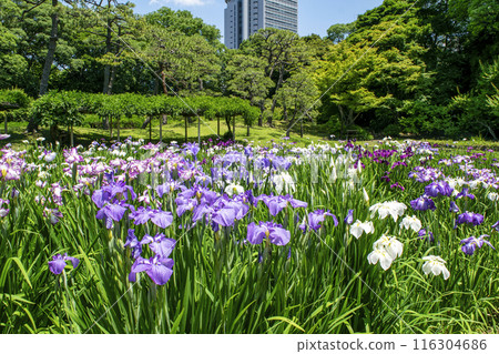 東京小石川後樂園,鳶尾田裡的鳶尾花,國家特別歷史遺址 東京小石川後樂園,鳶尾田裡的鳶尾花,國家特別歷史遺址 116304686