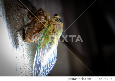 Emergence Emergence 116304787