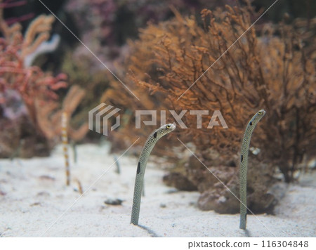 Two Garden Eels and Coral Two Garden Eels and Coral 116304848