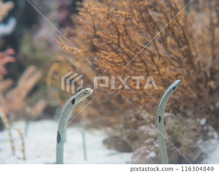 兩條中國鰻魚和一隻珊瑚 兩條中國鰻魚和一隻珊瑚 116304849