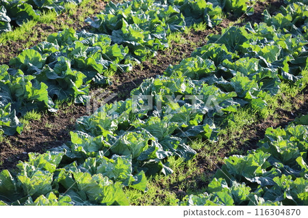 蔬菜田 116304870
