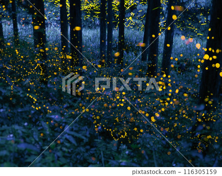 Fireflies dancing in the forest and Genji fireflies flying along the river Fireflies dancing in the forest and Genji fireflies flying along the river 116305159