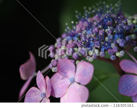 含水的水合物在雨中濕潤 含水的水合物在雨中濕潤 116305161