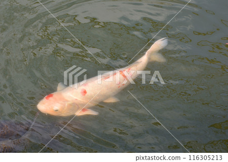 寶池的鯉魚 寶池的鯉魚 116305213