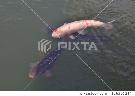 Carp of Takaragaike Pond Carp of Takaragaike Pond 116305214