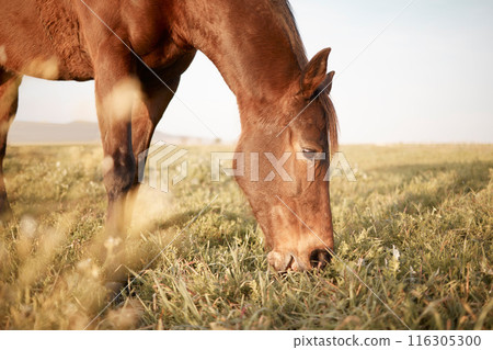 Natural, horse or eating grass on farm, countryside or nature in with animal in agriculture, ranch or environment. Rural meadow, land or hungry pet stallion on field for wellness, grazing or farming Natural, horse or eating grass on farm, countryside or nature in with animal in agriculture, ranch or environment. Rural meadow, land or hungry pet stallion on field for wellness, grazing or farming 116305300