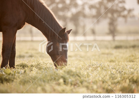 Nature, horse or eating grass on farm, countryside or ranch in with animal in agriculture, land or environment. Rural meadow, lawn or pet stallion on field for wellness, grazing or sustainability 116305312
