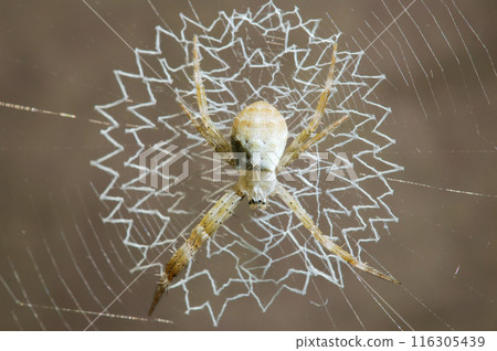 A beautifully artistic lace-like spider web created by the juvenile orb-weaver spider (natural light macro close-up) A beautifully artistic lace-like spider web created by the juvenile orb-weaver spider (natural light macro close-up) 116305439