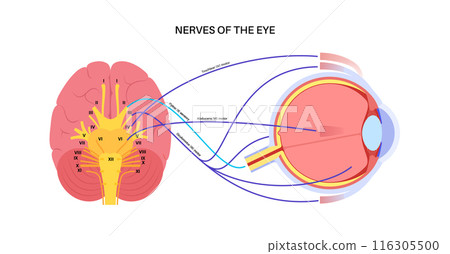 Motor nerves of the eye 116305500